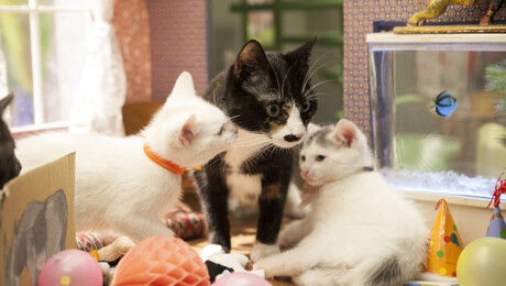 Poesjes | Verjaardag